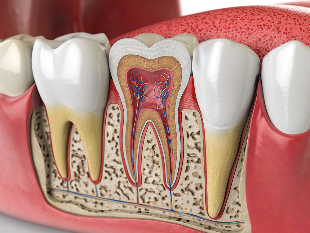 Exploring the Ins and Outs of Endodontic Treatment