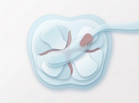 Dental sealant protective coating applied to molar tooth